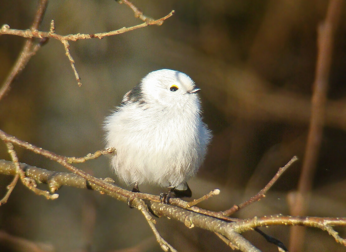 ополовник - gawrilа - dan