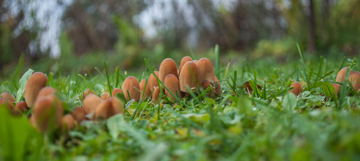 А у нас в садочке выросли грибочки - yav 110455