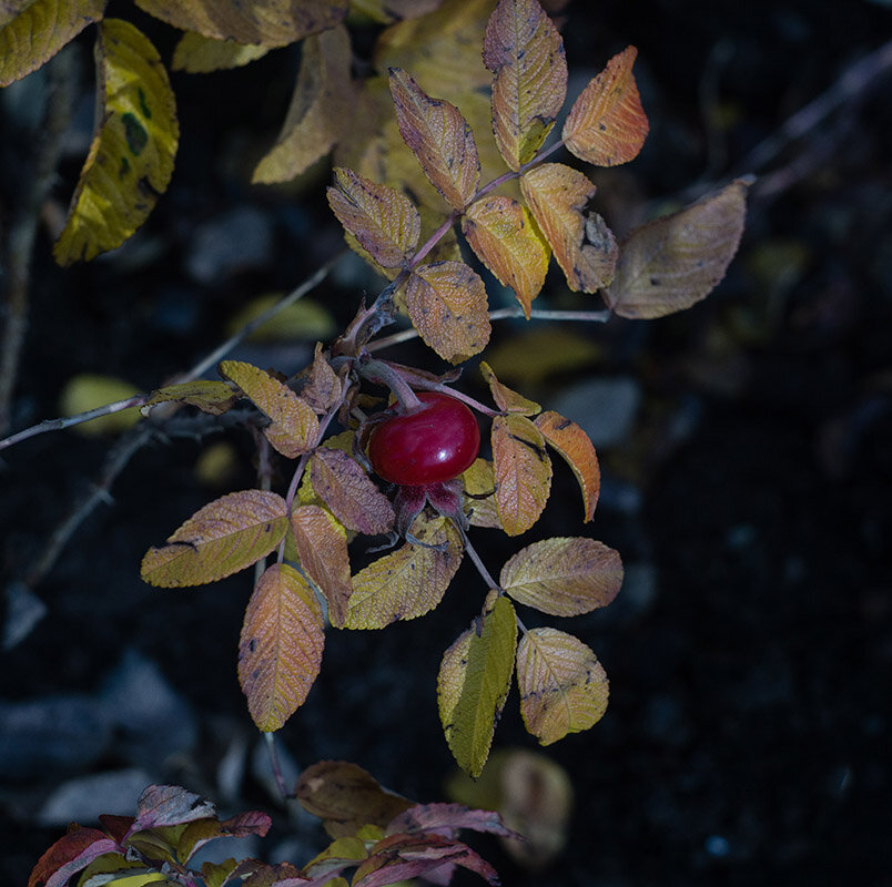 осенняя ягода - VL 