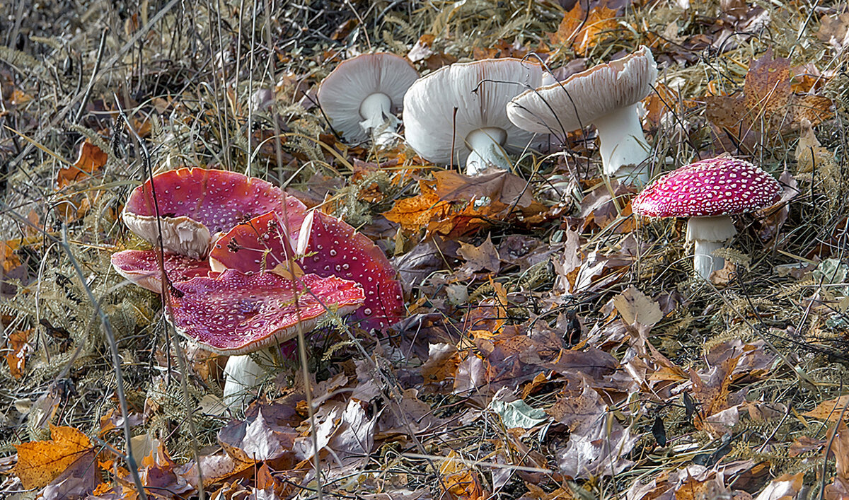 На осенней полянке. - Bosanat 