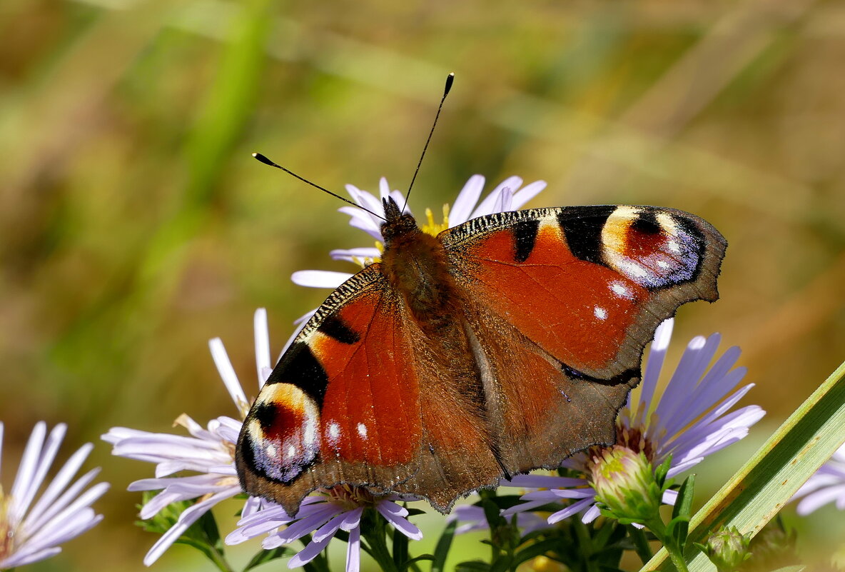 опять бабочки 29 - Александр Прокудин