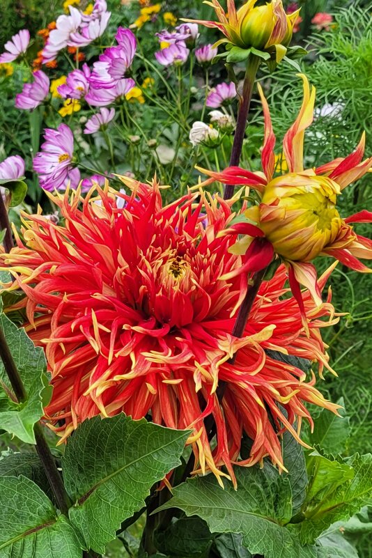 Георгин - осенний господин - Татьяна Машошина