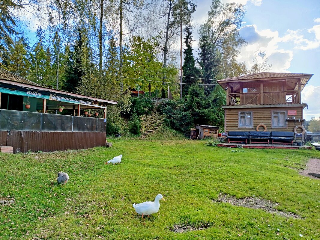 Гуляют сами по себе... - Лия ☼