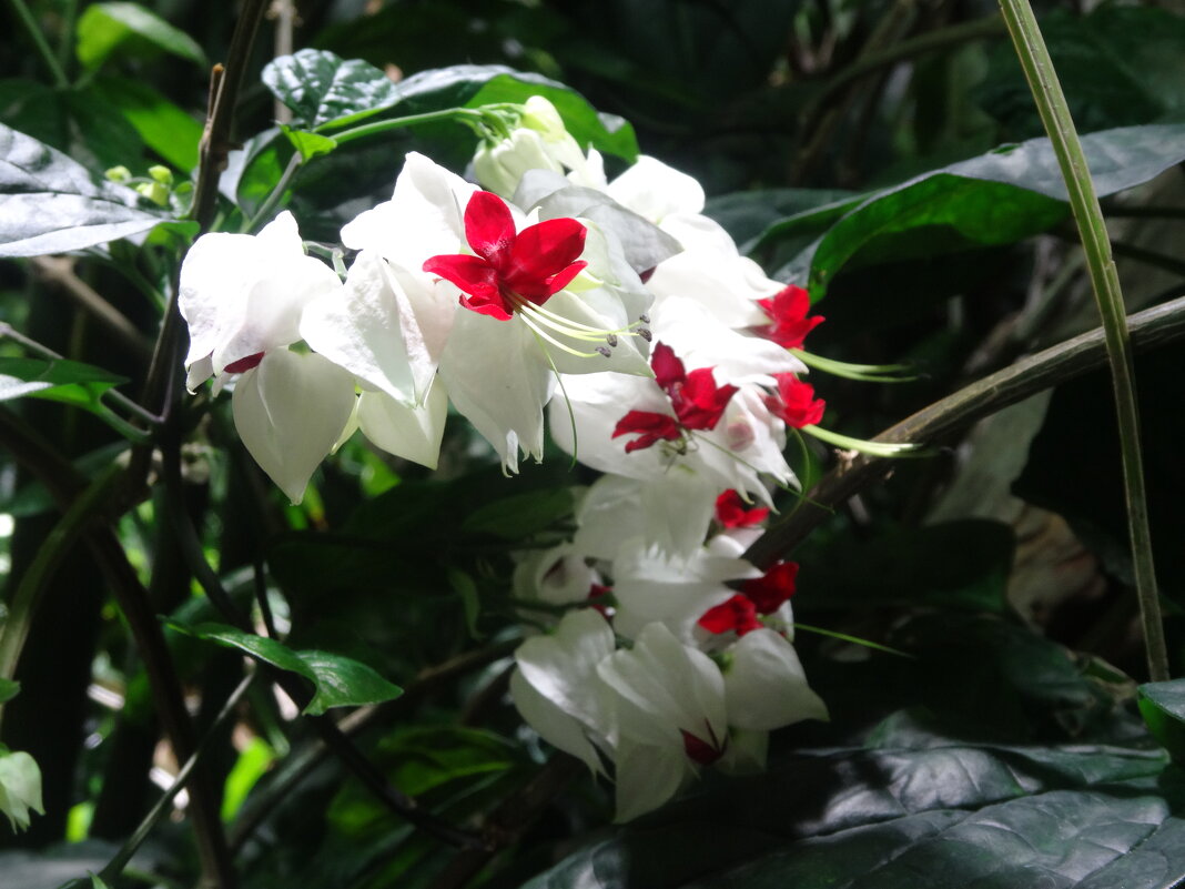 Клеродендрум Томпсона - Лидия Бусурина Клеродендрум Томпсона - Лидия Бусурина