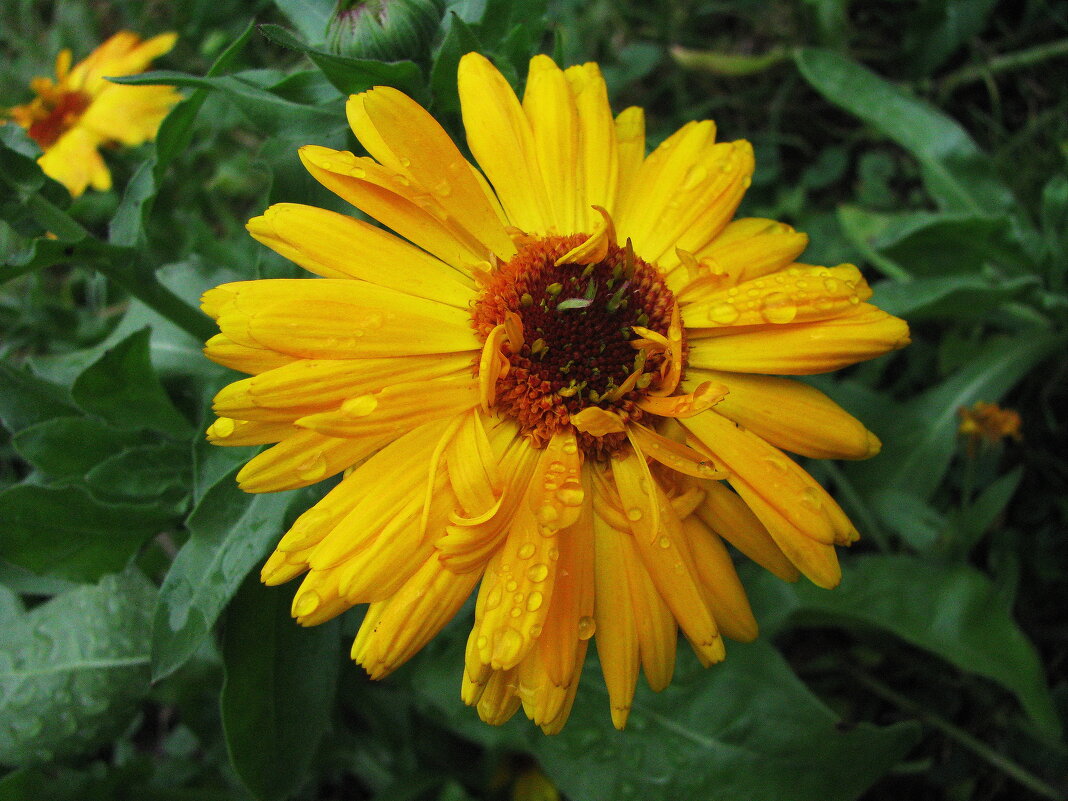 Солнечная красавица - Людмила Смородинская