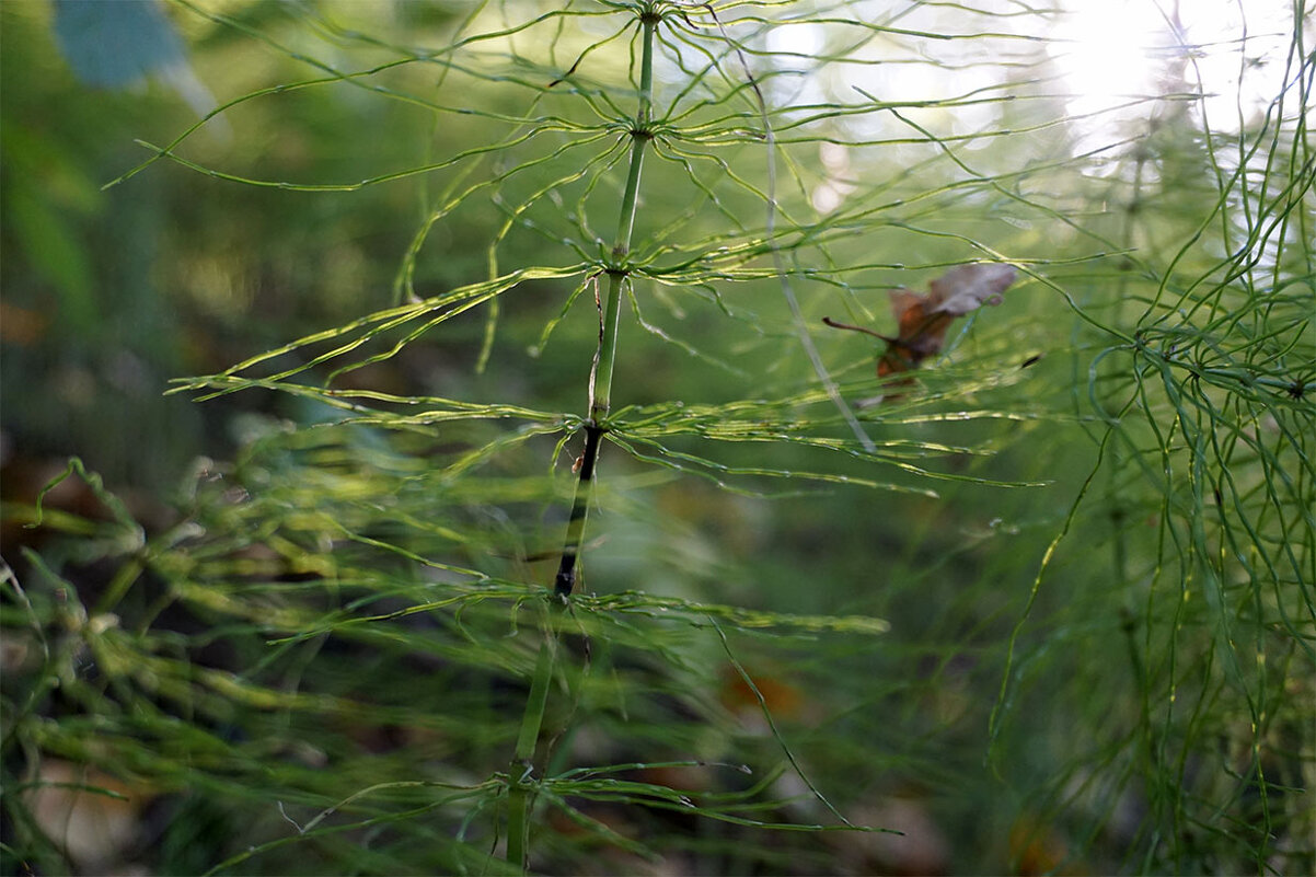 Зеленушки - Лариса Корж