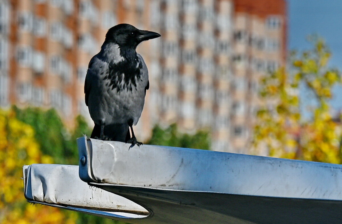 Гордая птичка... - Николай Саржанов