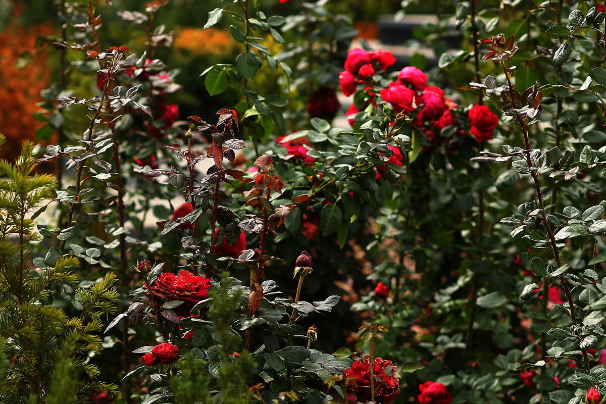 Цветы - Юрий Гайворонскiий