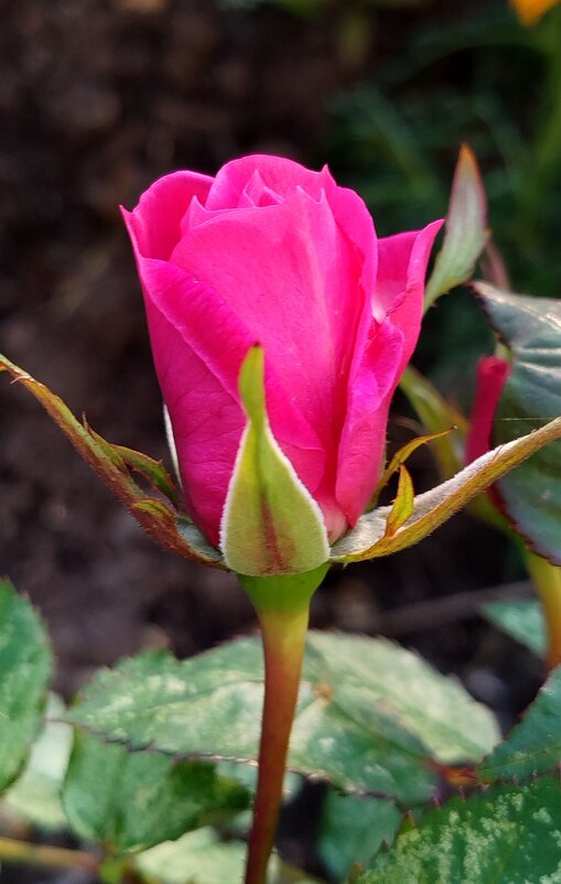 Роза - светлана льдокова Роза - светлана льдокова