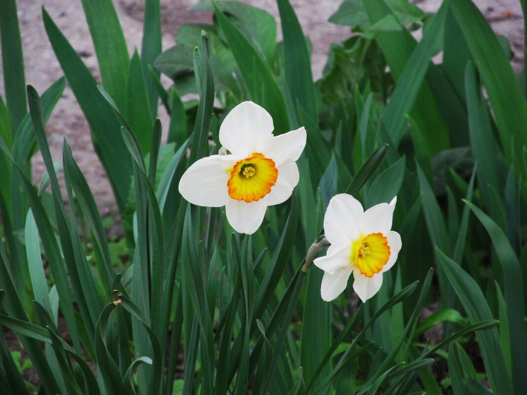 апрель - Елена Шаламова