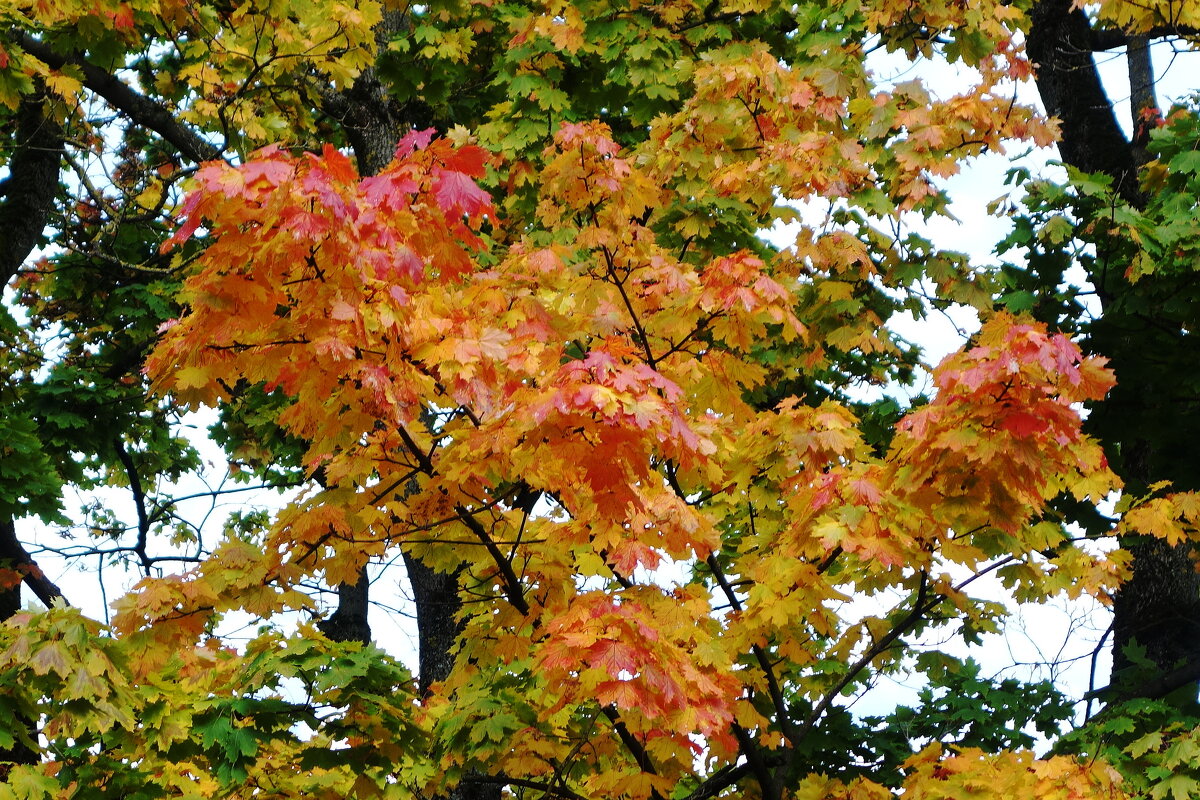 Вечерние зарисовки - Рита Симонова Вечерние зарисовки - Рита Симонова