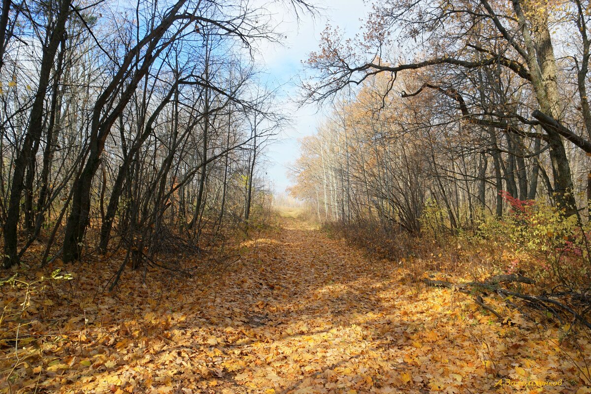 О погожих днях в октябре... - Андрей Заломленков
