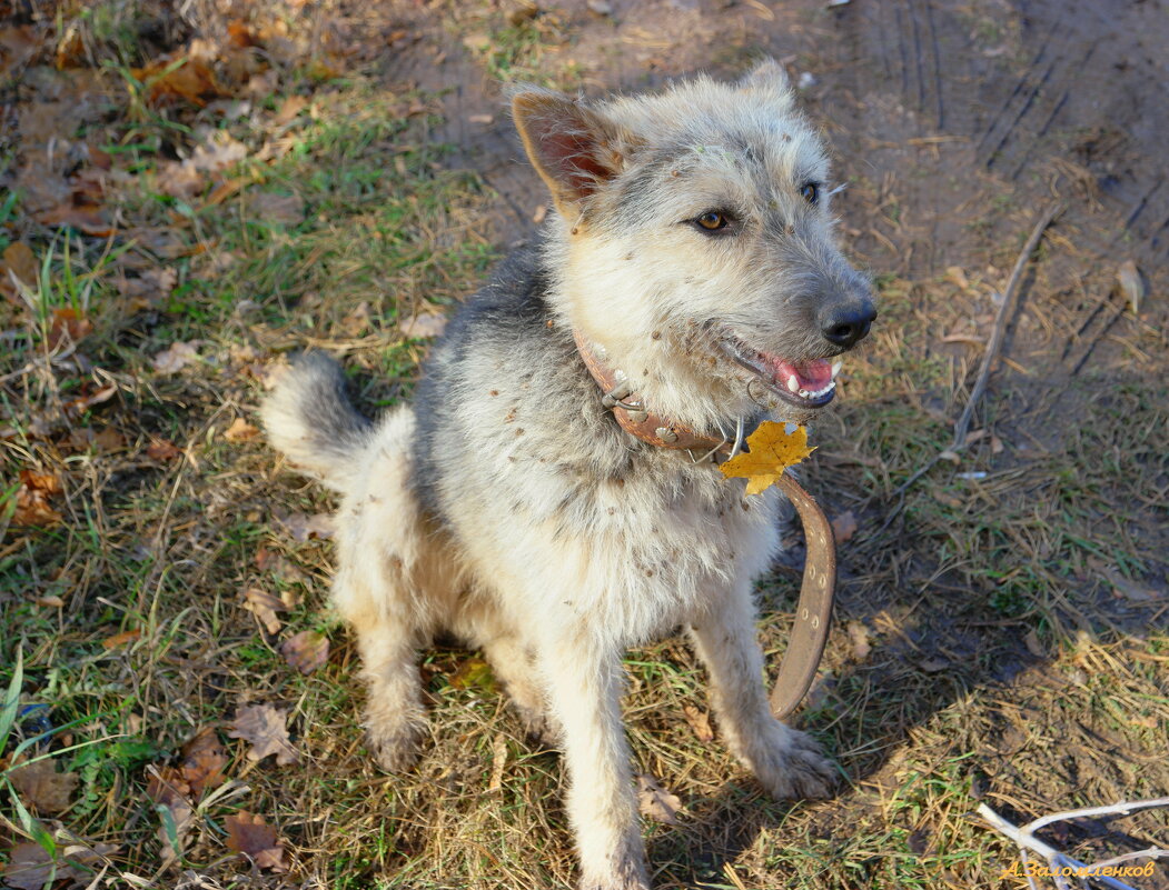 Приблудился лохматый к нам в лесу... - Андрей Заломленков