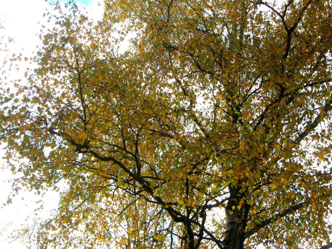 Осень - Елена Семигина