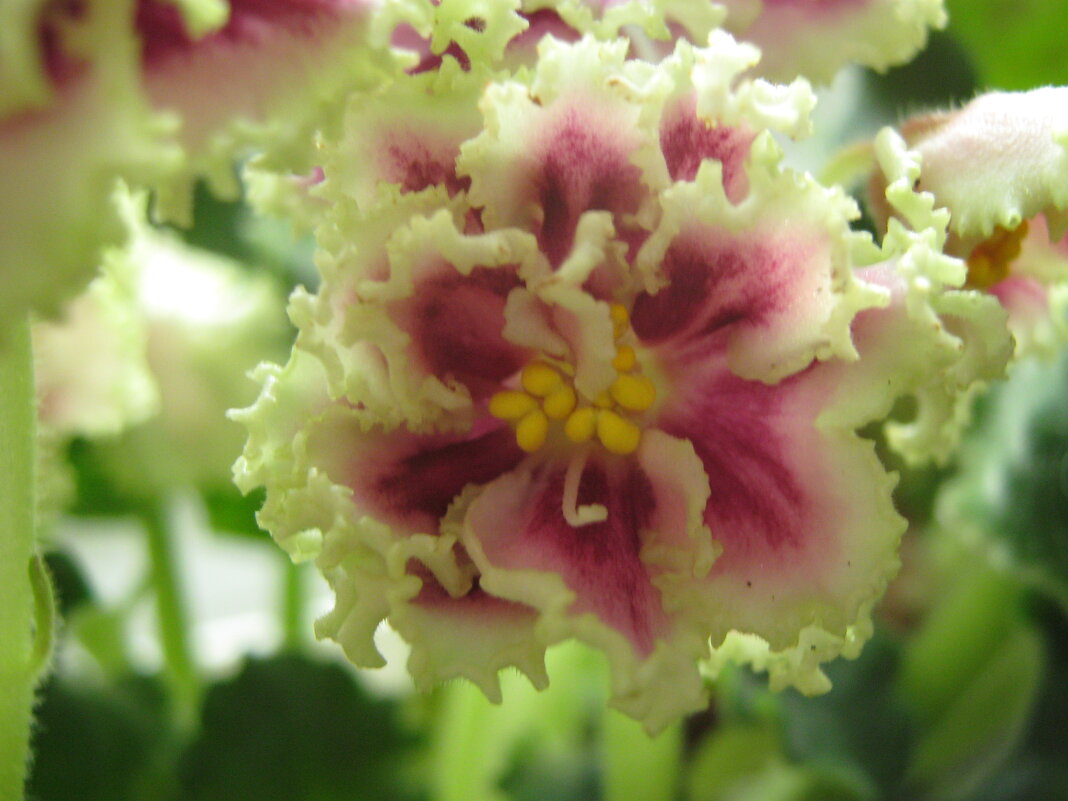 Фиалка - Елена Семигина Фиалка - Елена Семигина