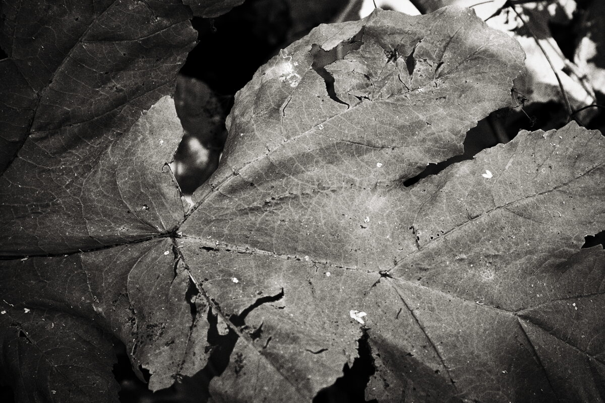 Фотография - Денис Безногов