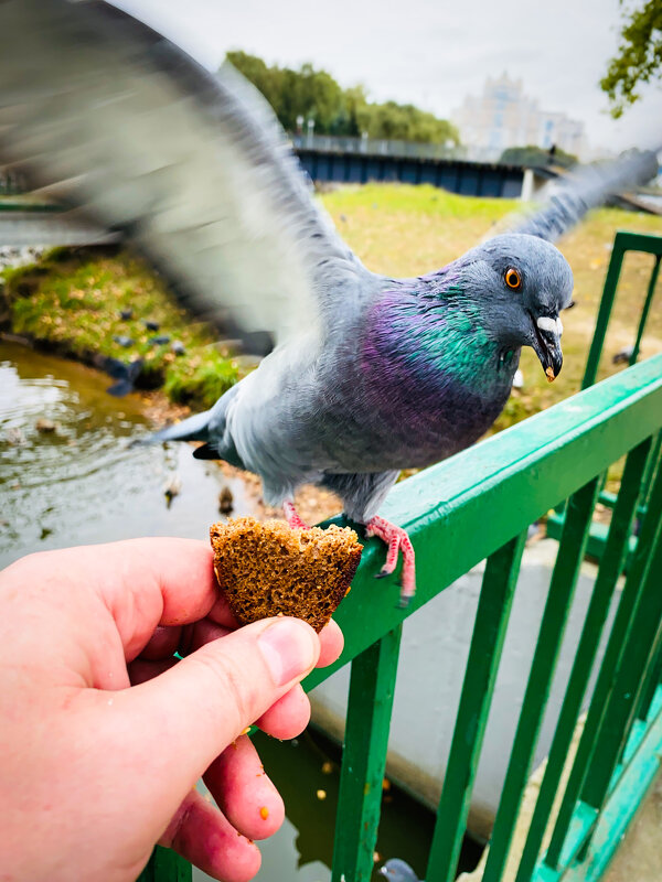 *** - Игорь Чичиль