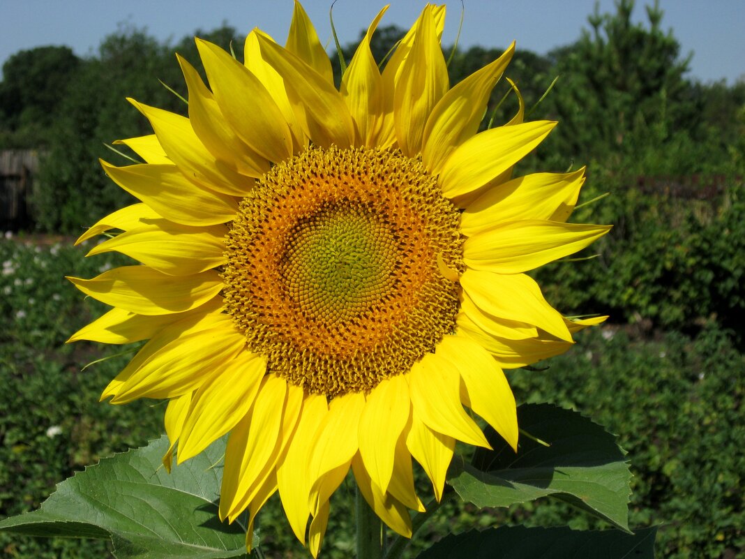 Осень! Дождь? Солнышко для всех! - Надежда 