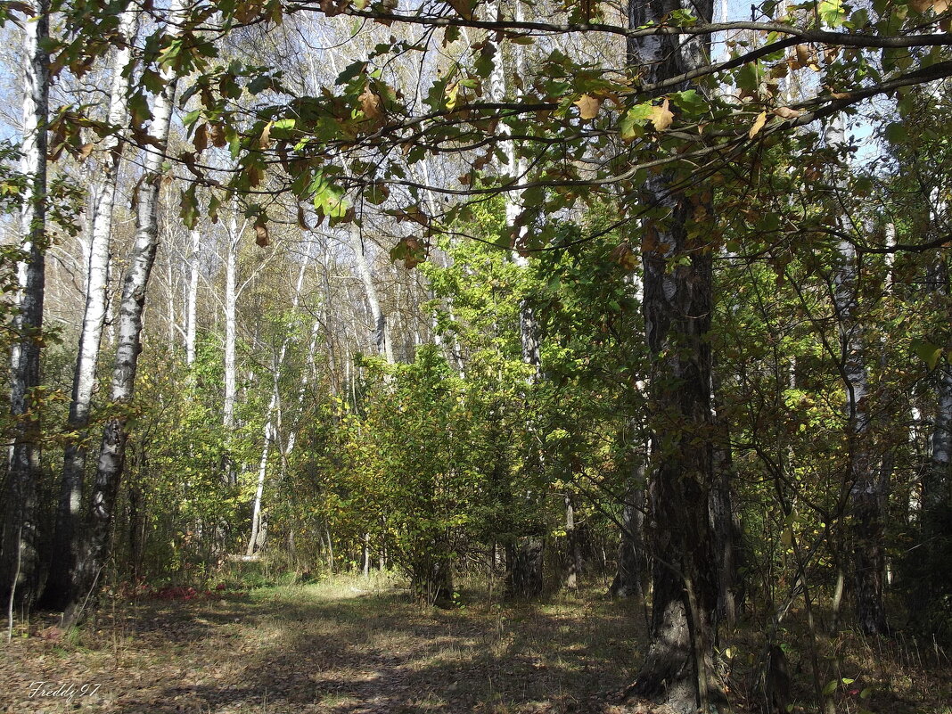 В лесу... - Freddy 97