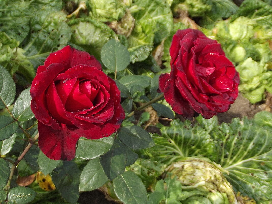Розы в капусте... - Freddy 97