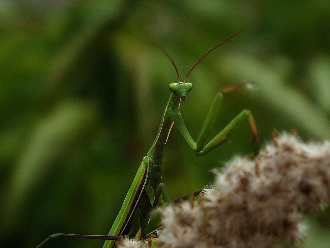 ** - Зоя Мишина