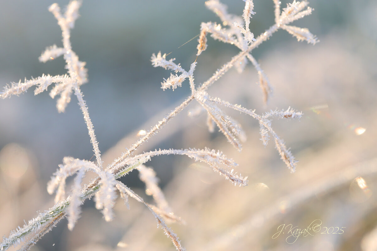 *** - Елена Kазак (selena1965)