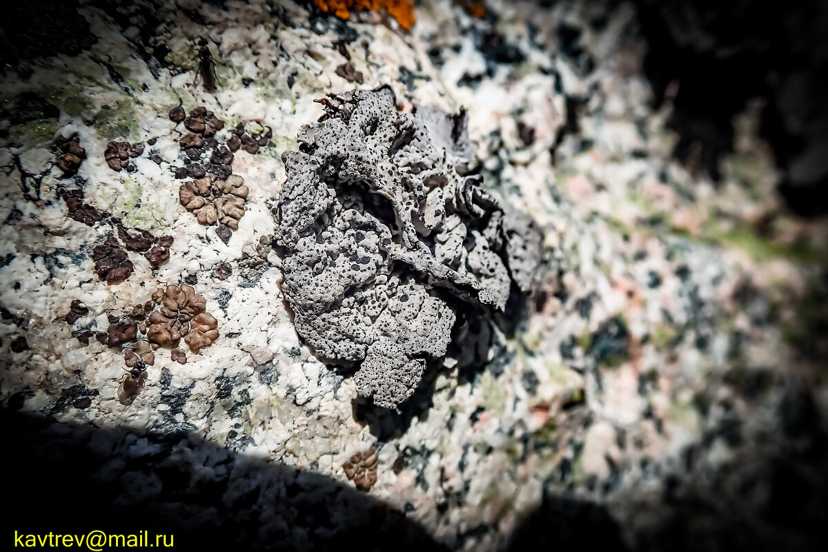 ЖИЗНЬ НА КАМНЯХ - HART BAD