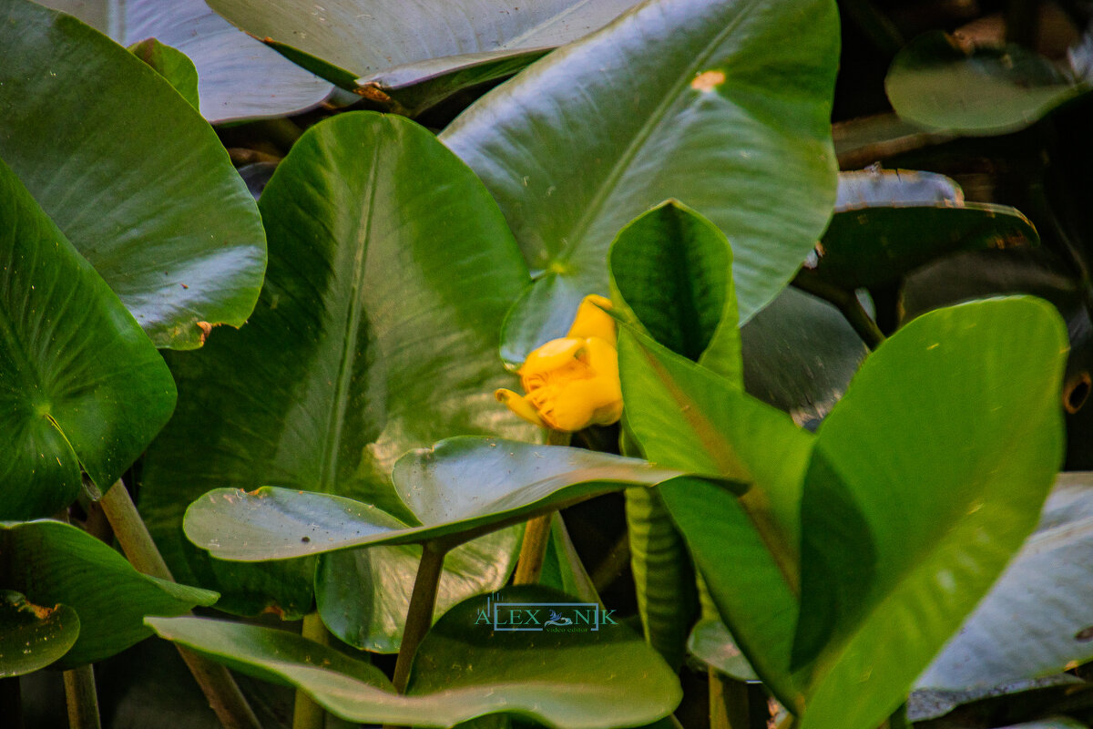 Кубышка желтая. - Argaman Табашник