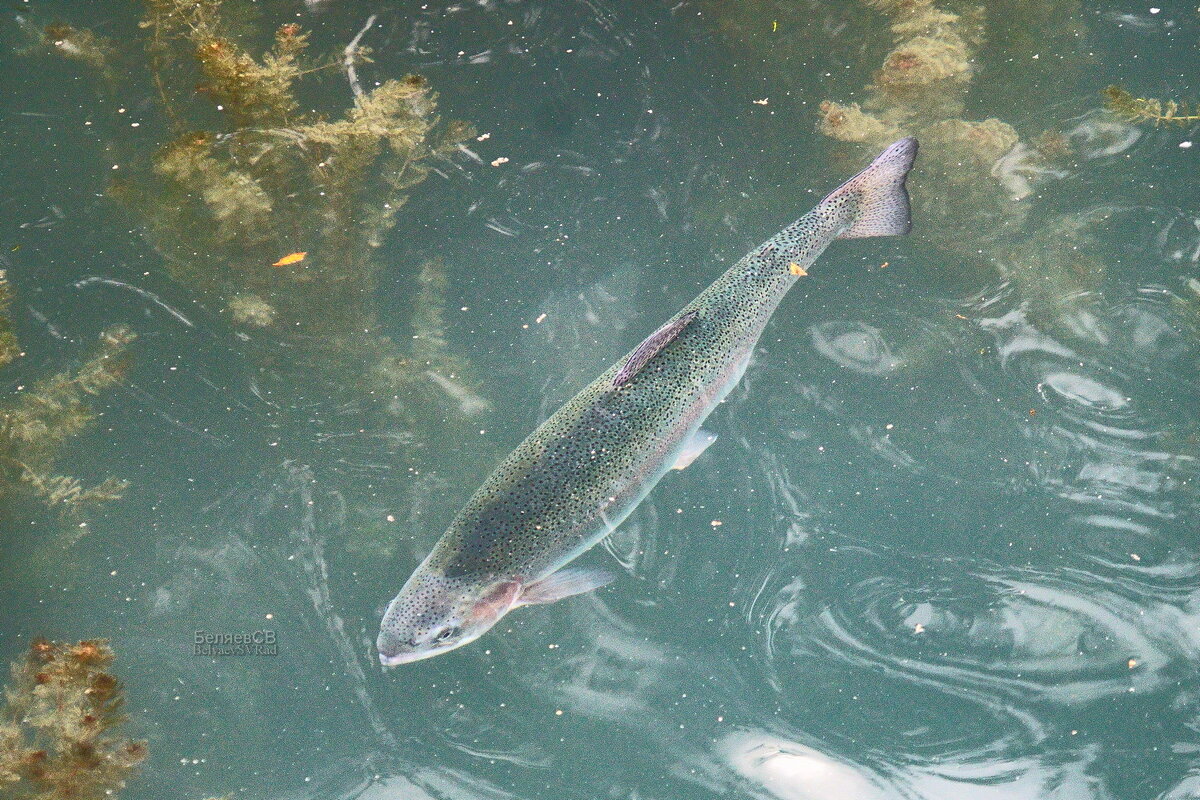 Форель - Сергей Беляев