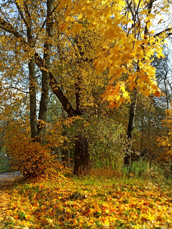 "Короче : будем ждать чудес! " - veilins veilins