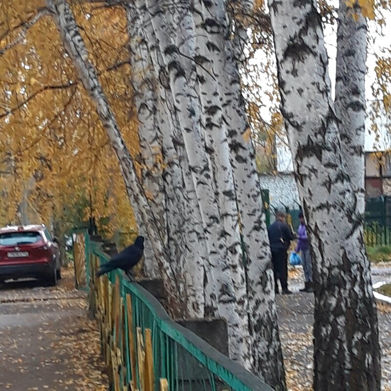 Утро октября - Венера Чуйкова