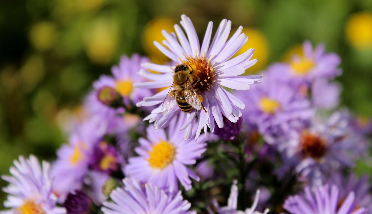 Пчела. - Владимир Помазан