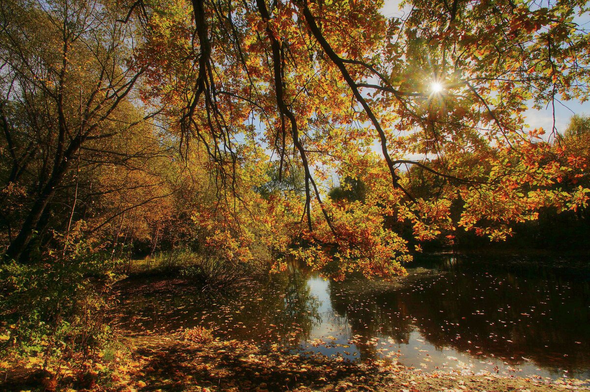 Золотые кружева - Наталья Лакомова