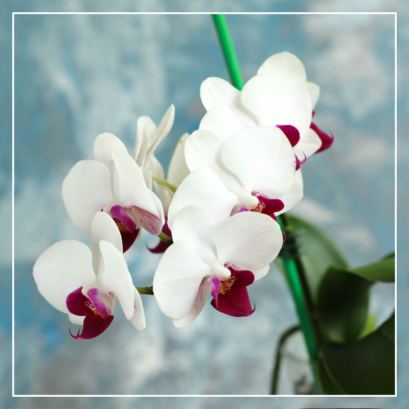 Орхидея Галифакс - Irene Irene