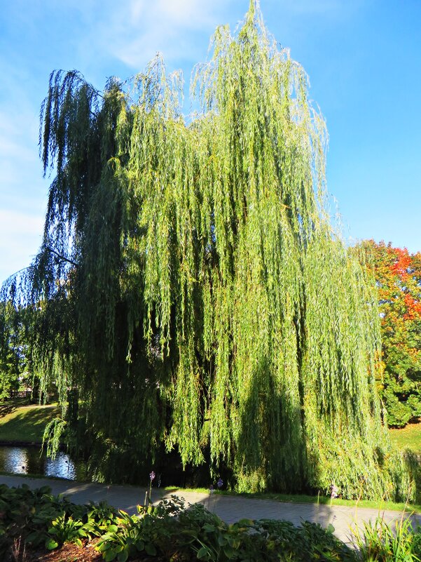 осень - марта Камушкина