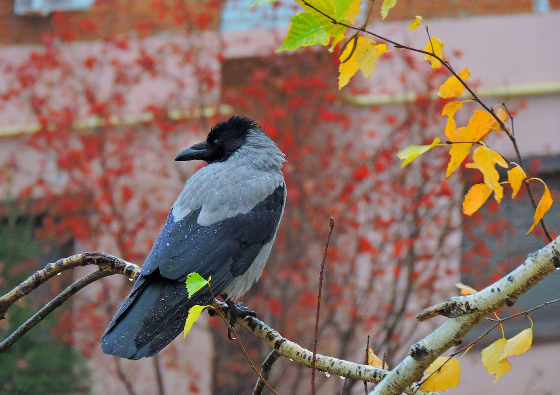 Осень в городе - Ната Волга
