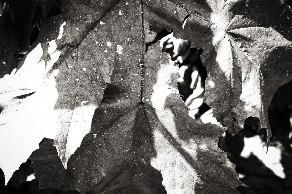 Фотография - Денис Безногов Фотография - Денис Безногов