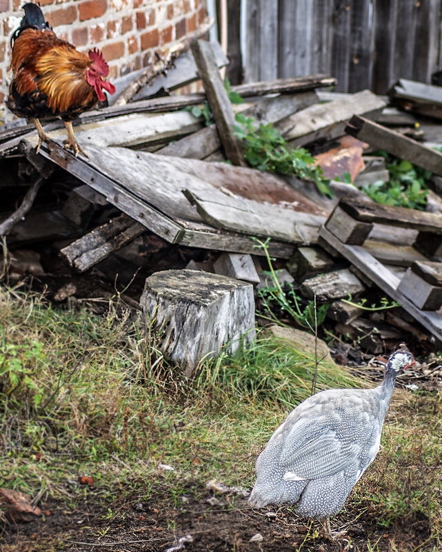 Дворовые - sorovey Sol