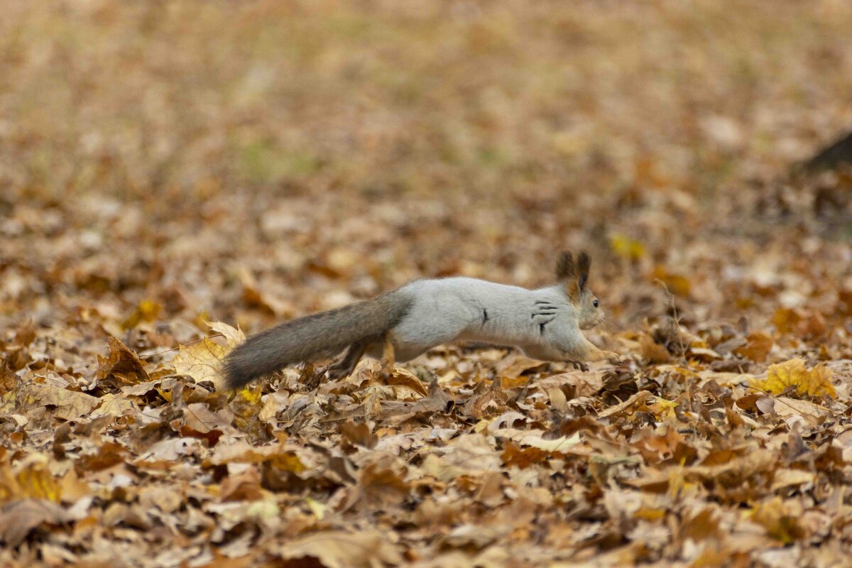 перебежки - Ирина Милонова