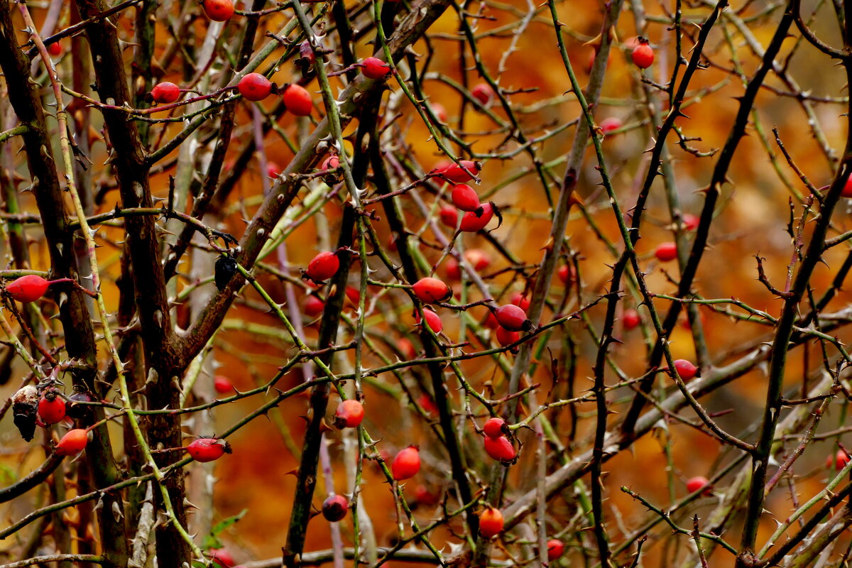 сегодняшняя осень 2 - Александр Прокудин
