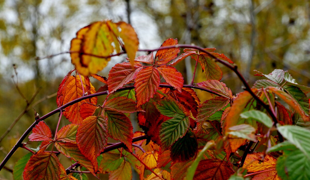 сегодняшняя осень 5 - Александр Прокудин