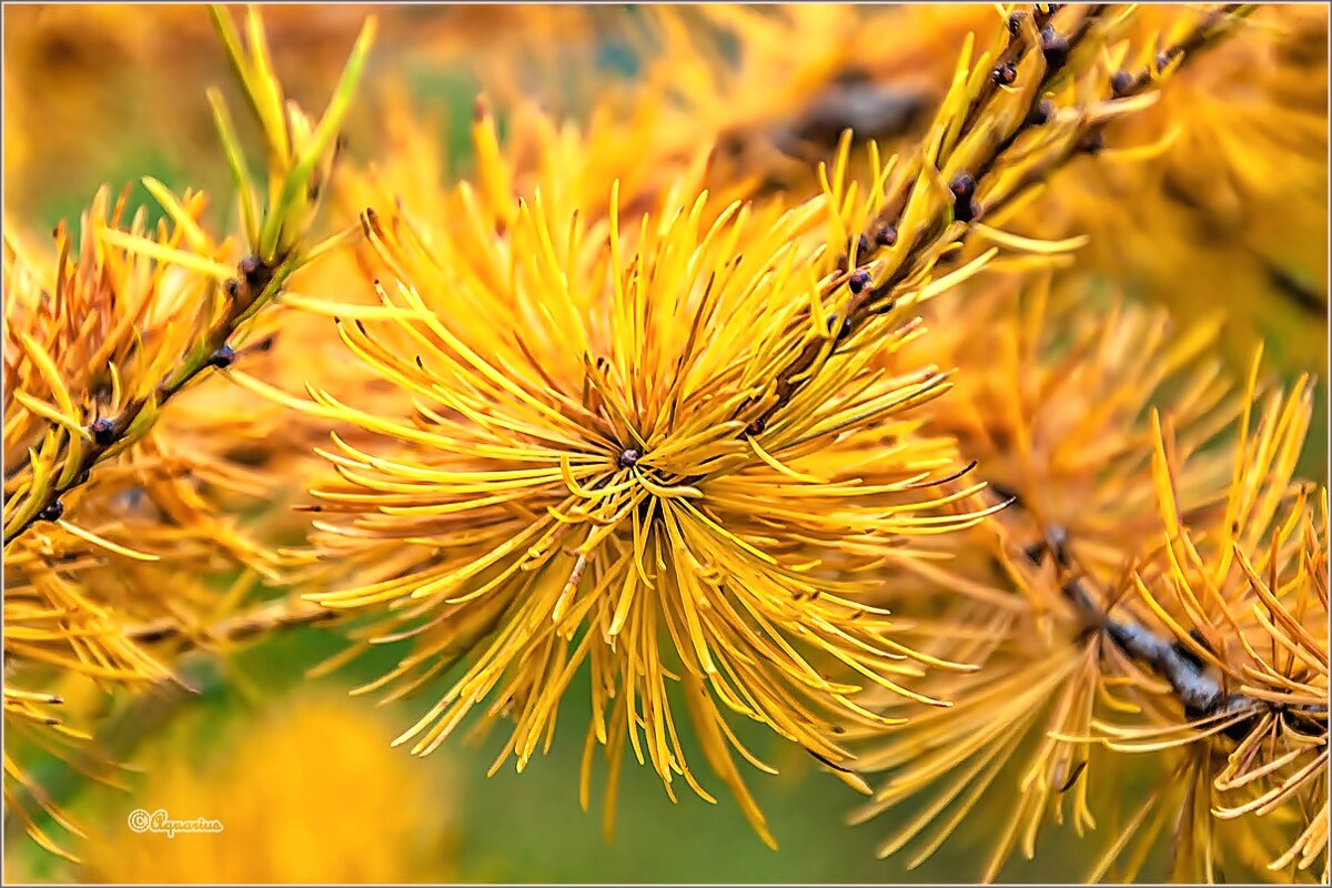 Осень... - Aquarius - Сергей