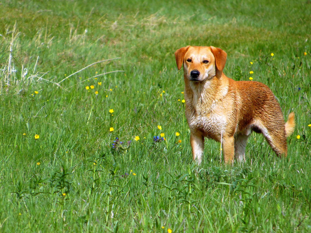 На воле. - nadyasilyuk Вознюк