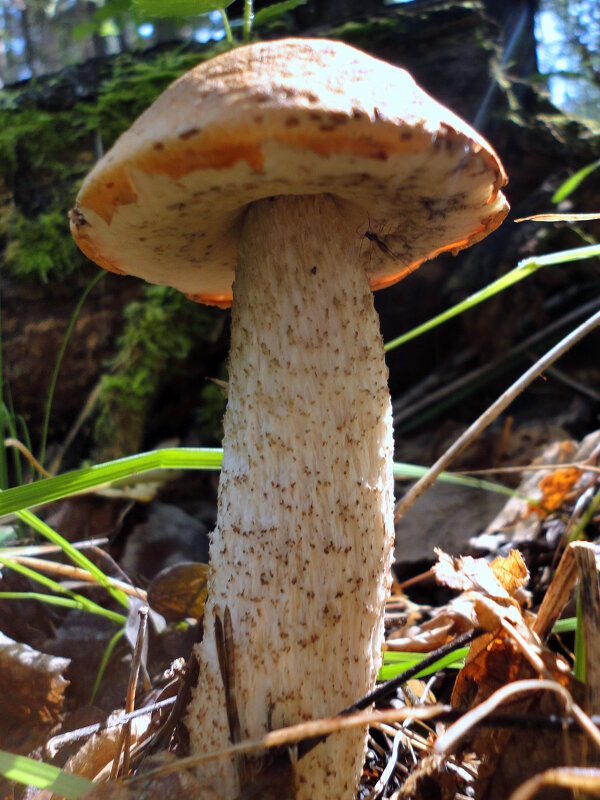 Богатырь. - nadyasilyuk Вознюк