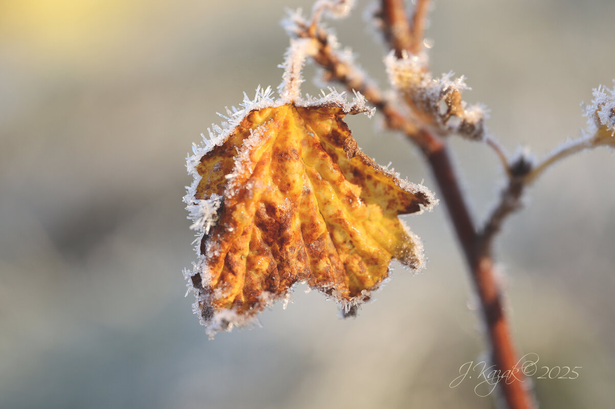 *** - Елена Kазак (selena1965)