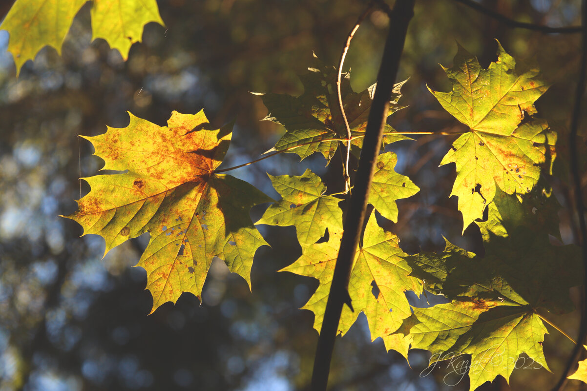 *** - Елена Kазак (selena1965)