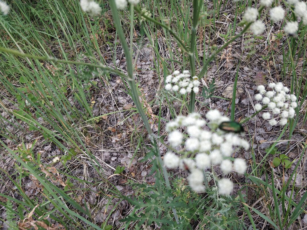 Лесные цветы - Андрей Хлопонин