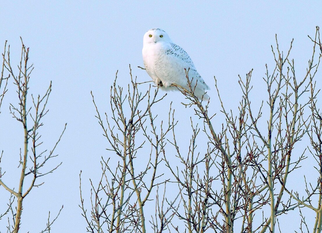 Северная гостья. - Михаил Белоусов