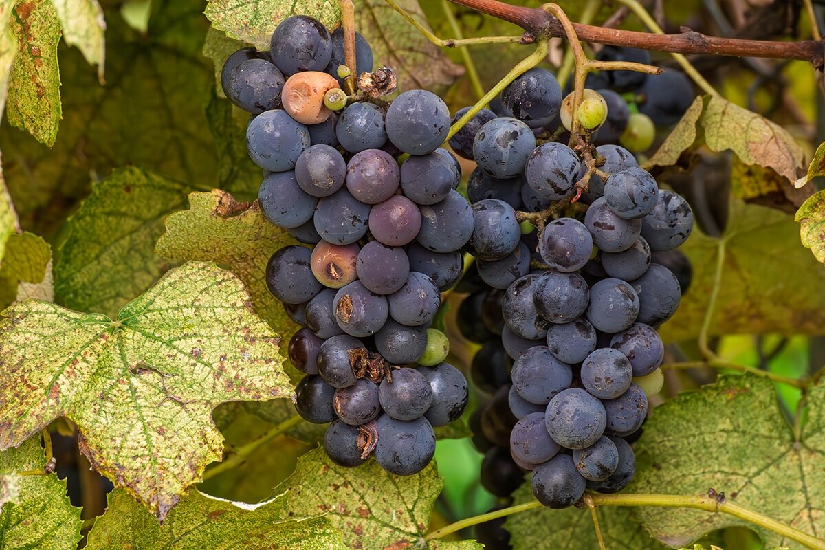 Воробьи попортили весь виноград - Игорь Сикорский