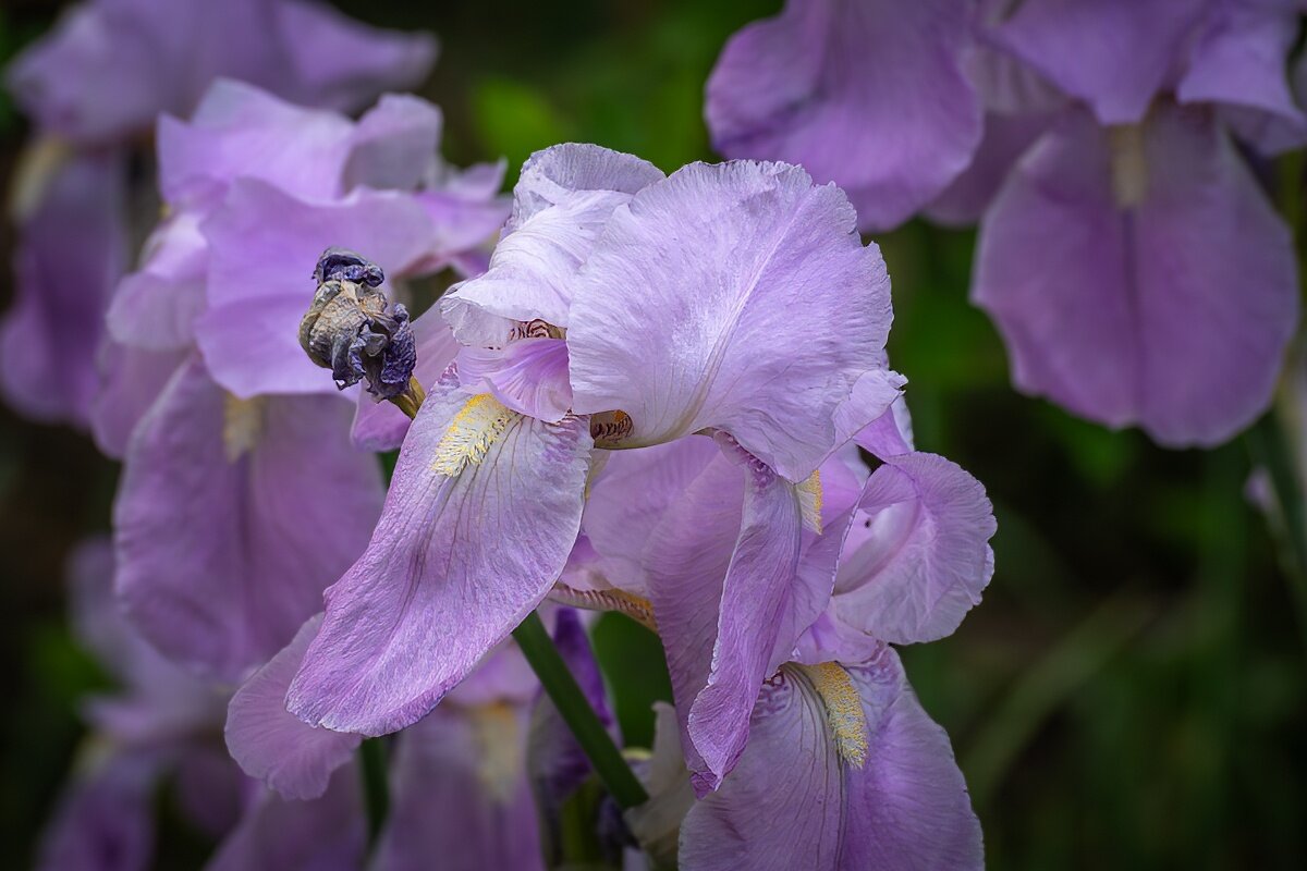Ирис - Игорь Сикорский